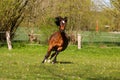 A beautiful brown quarter horse is running on the paddock Royalty Free Stock Photo