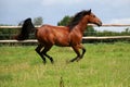 Brown quarter horse is running on the paddock Royalty Free Stock Photo