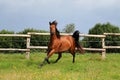 Running brown quarter horse Royalty Free Stock Photo