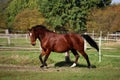 Beautiful brown quarter horse is running on the paddock in the sunshine