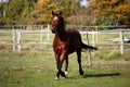 Beautiful brown quarter horse is running on the paddock in the sunshine