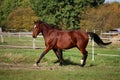 Beautiful brown quarter horse is running on the paddock in the sunshine Royalty Free Stock Photo