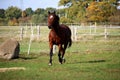 Beautiful brown quarter horse is running on the paddock in the sunshine