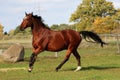 Beautiful brown quarter horse is running on the paddock in the sunshine Royalty Free Stock Photo