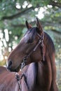 Close up of a brown quarter horse head Royalty Free Stock Photo