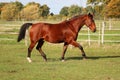 A beautiful brown quarter horse is trotting on the paddock Royalty Free Stock Photo