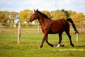 A beautiful brown quarter horse is walking on the paddock Royalty Free Stock Photo