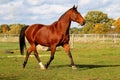 A beautiful brown quarter horse is walking on the paddock Royalty Free Stock Photo