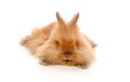 Beautiful brown rabbit toy with long and soft hair lying down Royalty Free Stock Photo