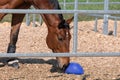Beautiful brown-red horse standing in an metal grid horsebox, with lowered head, the horse plays with a blue ball, by day