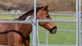 Beautiful brown-red horse standing in an metal grid horsebox, side view, by daylight Royalty Free Stock Photo