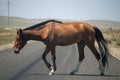 A beautiful brown red horse is crossing the road Royalty Free Stock Photo