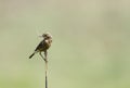 Beautiful brown rock chat with straw in mouth