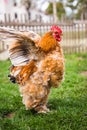 Brown Rooster flapping its wings on green grass