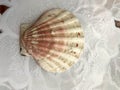 Beautiful brown sea scallop, shell lies on a white background of tissue. Marine tropical summer background