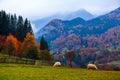 A beautiful brown sheeps stands on the lawn.