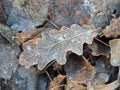 Brown snowy oak tree leaves in autumn, Lithuania Royalty Free Stock Photo