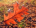 Vivid oak tree leaf in autumn, Lithuania Royalty Free Stock Photo