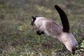 Beautiful brown siamese cat jumping