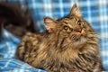 beautiful brown Siberian cat lies on a blue