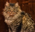 beautiful brown Siberian cat