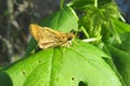 Brown skipper butterfly on green leaf, closeup