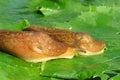 Slugs on green leaves, closeup