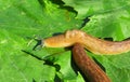 Slugs on green leaves, closeup