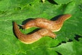 Slugs on green leaves, closeup