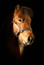 A beautiful brown small mini shetland pony is standing in the sunshin in the door of the barn