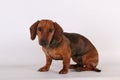 A beautiful brown small wire haired dachshound is sitting in the white studio Royalty Free Stock Photo