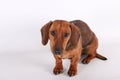 A beautiful brown small wire haired dachshound is sitting in the white studio Royalty Free Stock Photo