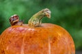 Snail on orange pumpkin