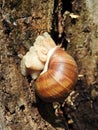 Snail with shell on old tree trunk, Lithuania Royalty Free Stock Photo