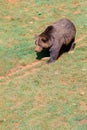 Beautiful brown spanish bear