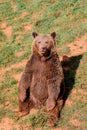 Beautiful brown spanish bear