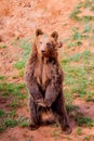 Beautiful brown spanish bear