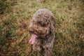 A beautiful brown Spanish water dog lying down in the meadow in a rainy day in the north of Spain. Dogs lifestyle concept