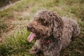 A beautiful brown Spanish water dog lying down in the meadow, sticking out tongue, in a rainy day in the north of Spain. Dogs