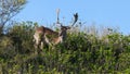 Beautiful brown spotted fallow deer standing between bushes on a dune. Royalty Free Stock Photo