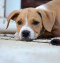 beautiful brown stafford dog puppy