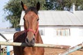 Beautiful brown stallion on the farm behind the fence at the stable Royalty Free Stock Photo