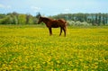 Beautiful brown stallion horse in yellow flowers Royalty Free Stock Photo