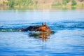 Beautiful brown stallion swimming