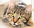 Beautiful Brown Tabby Cat Royalty Free Stock Photo