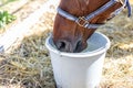 Beautiful brown thoroughbred horse drinking water from bucket. Thirst during hot summer day. Thirsty animal at farm Royalty Free Stock Photo