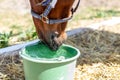 Beautiful brown thoroughbred horse drinking water from bucket. Thirst during hot summer day. Thirsty animal at farm Royalty Free Stock Photo