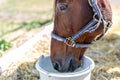 Beautiful brown thoroughbred horse drinking water from bucket. Thirst during hot summer day. Thirsty animal at farm Royalty Free Stock Photo