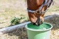 Beautiful brown thoroughbred horse drinking water from bucket. Thirst during hot summer day. Thirsty animal at farm Royalty Free Stock Photo