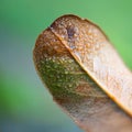 The beautiful brown tree leaf